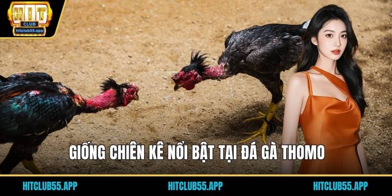 Đá Gà Thomo - Trực Tiếp Hấp Dẫn Và Kịch Tính Đỉnh Cao 2026 2 Giống chiên kê nổi bật tại đá gà thomo