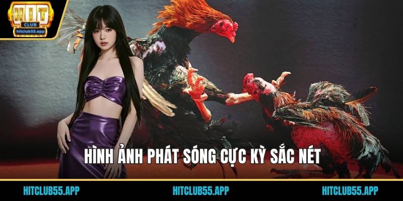 Đá Gà Thomo - Trực Tiếp Hấp Dẫn Và Kịch Tính Đỉnh Cao 2026 3 Hình ảnh phát sóng cực kỳ sắc nét