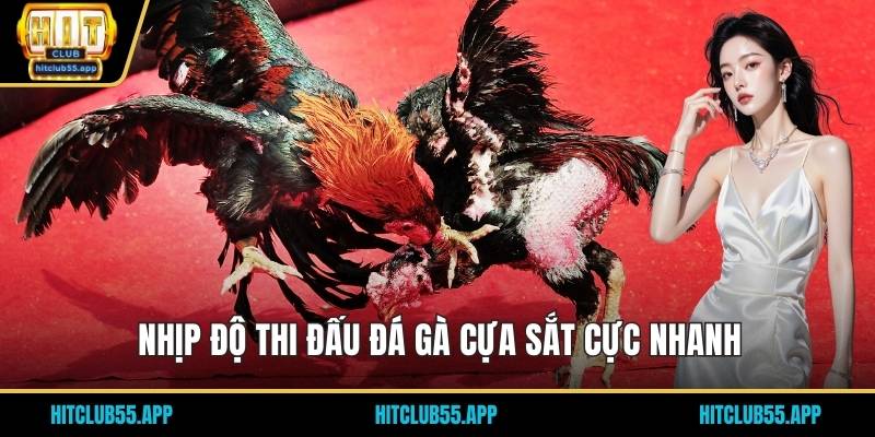 Đá Gà Cựa Sắt - Trải Nghiệm Siêu Cuốn Hút Tại Trang Hit Club 2 Nhịp độ thi đấu đá gà cựa sắt cực nhanh