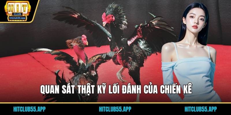 Đá Gà Cựa Sắt - Trải Nghiệm Siêu Cuốn Hút Tại Trang Hit Club 3 Quan sát thật kỹ lối đánh của chiến kê